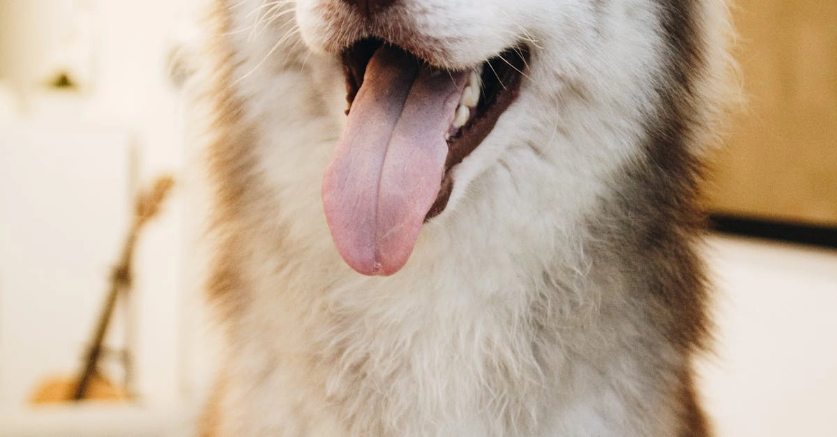 Системный анализ игровых механик The Dog House Megaways