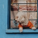 Системное объединение игровых элементов в слот-игре Dog House