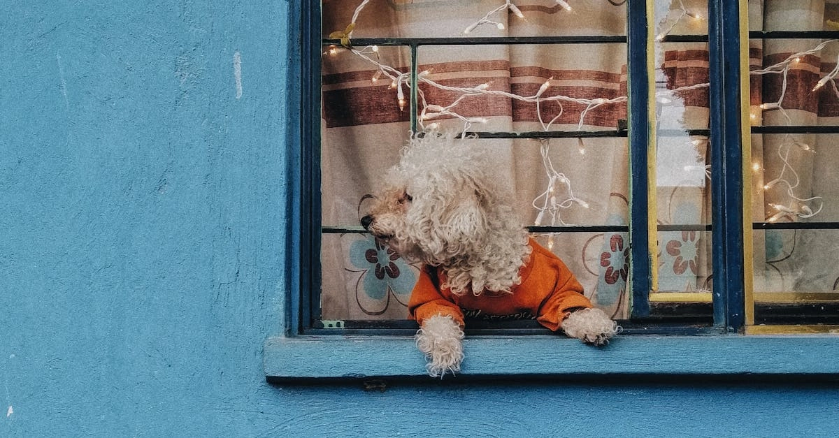 Системное объединение игровых элементов в слот-игре Dog House